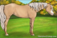Horse Color:Silver Sable Champagne