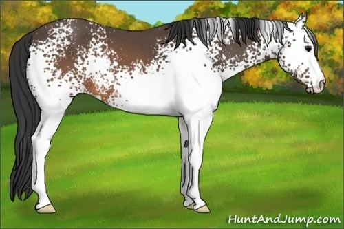 Horse Color:White Spotted Brown 