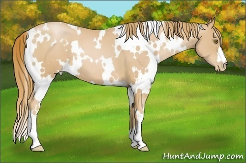 Horse Color:White Spotted Chestnut Pearl 