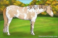 Horse Color:White Spotted Chestnut Pearl 