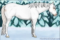 Horse Color:White Spotted Silver Bay Tobiano Frame Appaloosa 