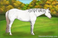 Horse Color:White Spotted Grullo Pearl Varnish
