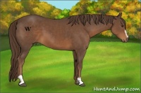 Horse Color:Liver Chestnut Sabino 