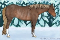 Horse Color:Liver Chestnut Rabicano 
