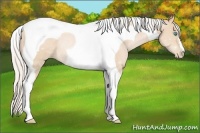 Horse Color:Silver Buckskin Pearl Tobiano Rabicano 