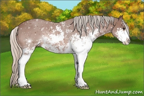 Horse Color:Silver Bay Sabino 
