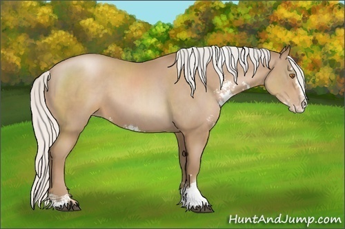 Horse Color:Silver Black Pearl Sabino 