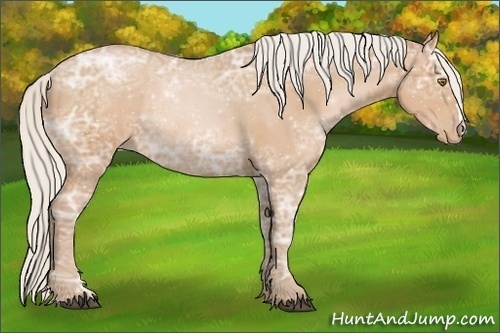 Horse Color:Silver Bay Ice Pearl Rabicano 