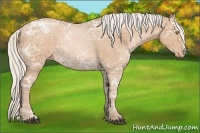 Horse Color:Silver Bay Ice Pearl Rabicano