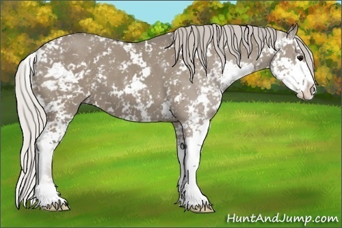 Horse Color:Silver Smoky Grullo Sabino 
