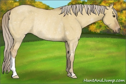 Horse Color:Palomino Dun Rabicano 