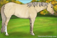 Horse Color:Palomino Dun Rabicano 