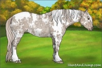 Horse Color:White Spotted Silver Grullo Ice Rabicano 