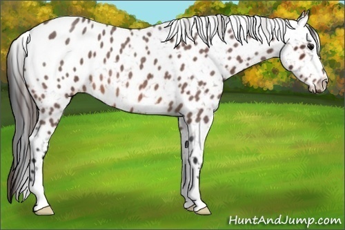 Horse Color:Bay Roan Sabino Appaloosa 