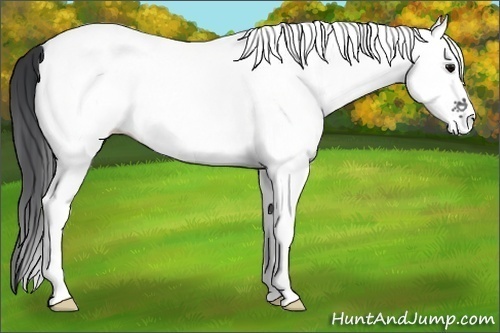 Horse Color:White Spotted Black Rabicano 