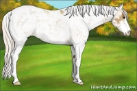 Horse Color:Palomino Sabino