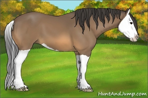 Horse Color:Buckskin Splash 
