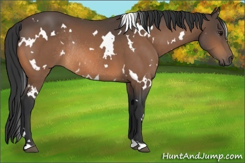 Horse Color:White Spotted Buckskin Rabicano 