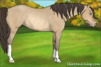 Horse Color:Amber Cream Champagne Rabicano