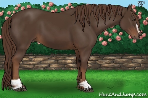 Horse Color:Liver Chestnut Sabino