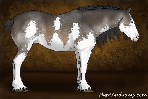 Horse Color:White Spotted Brown Splash
