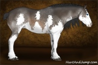 Horse Color:White Spotted Brown Splash