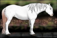 Horse Color:Bay Near Leopard 