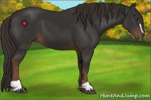 Horse Color:Liver Chestnut Sabino