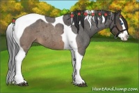 Horse Color:Buckskin Roan Splash Tobiano
