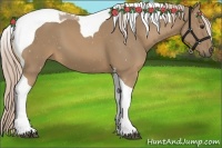 Horse Color:Palomino Tobiano 