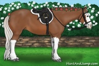 Horse Color:Silver Bay Splash 