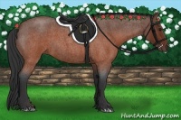 Horse Color:Brown Roan