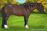 Horse Color:Bay Roan Rabicano 