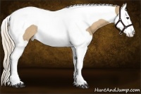 Horse Color:Palomino Splash Tobiano Rabicano