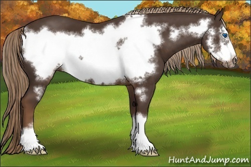 Horse Color:Liver Chestnut Frame 
