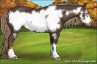 Horse Color:Liver Chestnut Frame