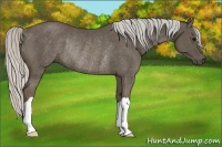 Horse Color:Silver Smoky Black Rabicano