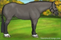Horse Color:Grullo 