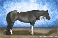 Horse Color:Black Tobiano