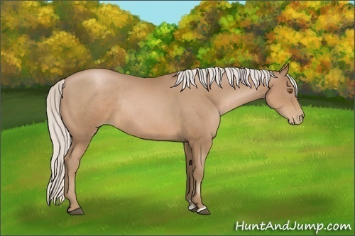 Horse Color:Silver Black Pearl Sabino Rabicano 