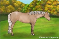 Horse Color:Silver Black Pearl Sabino Rabicano 
