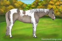 Horse Color:Silver Black Tobiano Rabicano 