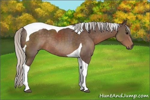Horse Color:Silver Black Tobiano Rabicano 