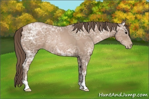 Horse Color:Black Ice Pearl Rabicano 