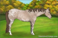 Horse Color:Black Ice Pearl Rabicano 
