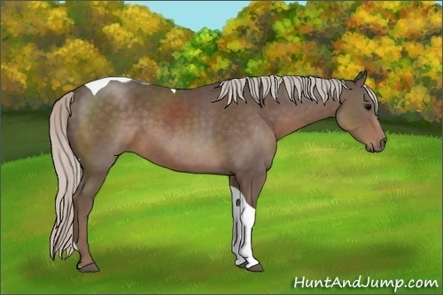 Horse Color:Silver Black Sabino Tobiano Rabicano 