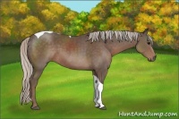 Horse Color:Silver Black Sabino Tobiano Rabicano 