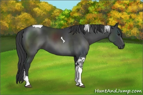 Horse Color:Black Tobiano