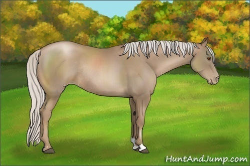 Horse Color:Silver Black Pearl Sabino Rabicano 