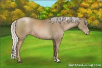 Horse Color:Silver Black Pearl Sabino Rabicano
